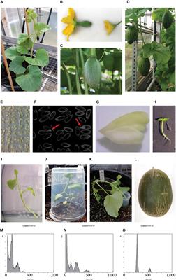 In situ Parthenogenetic Doubled Haploid Production in Melon “Piel de Sapo” for Breeding Purposes